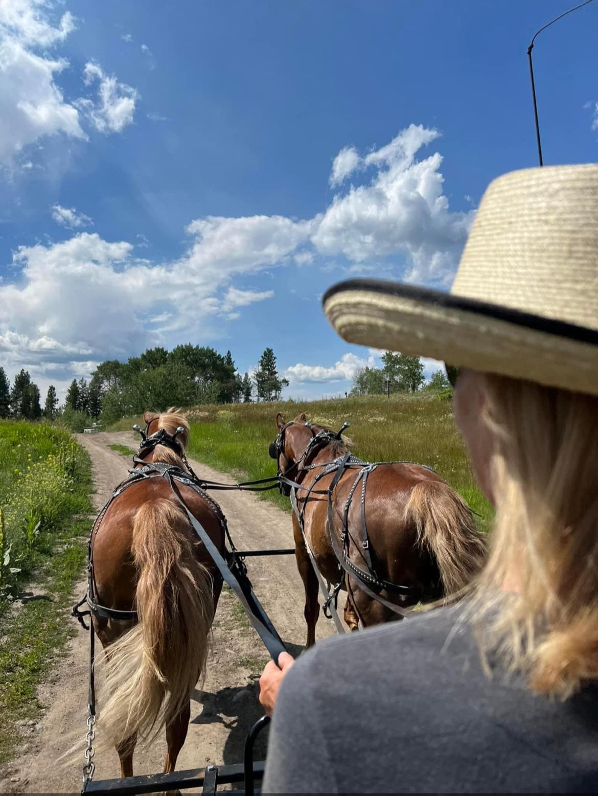 Driving a team of horses down a trail at Simmons Quarter Horses